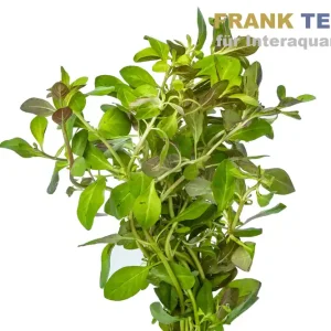 Sumpf-Heusenkraut, Ludwigia palustris, Bund Sale